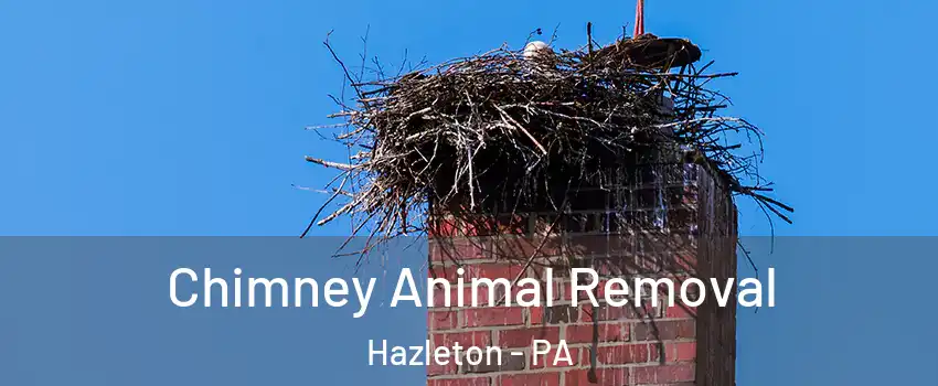 Chimney Animal Removal Hazleton - PA