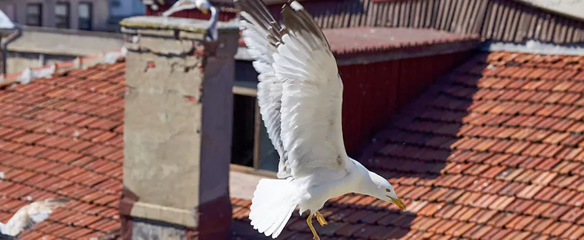 Residential Chimney Animal Removal Solution in Hazleton, PA