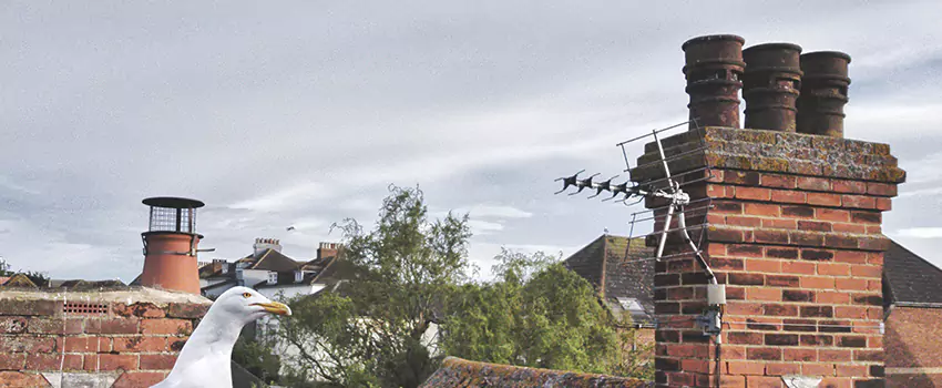 Chimney Cleaning And Restoration in Hazleton, Pennsylvania